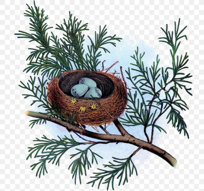 Bird Nest The Monadnock Center For History & Culture Museum, PNG, 770x768px, Bird Nest, Animal, Art, Art Museum, Bird Download Free