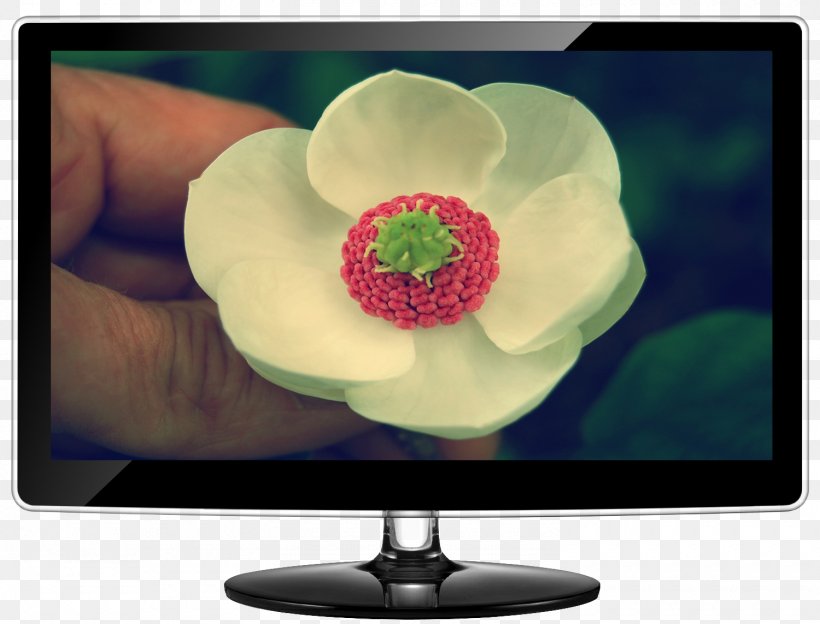Computer Monitors Television Samsung, PNG, 1500x1143px, Computer Monitors, Computer Monitor, Display Device, Flower, Media Download Free