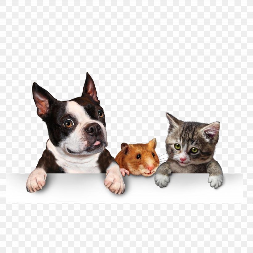 Dog Cat Pet Adoption Puppy, PNG, 5000x5000px, Dog, Boston Terrier, Carnivoran, Cat, Cat Like Mammal Download Free