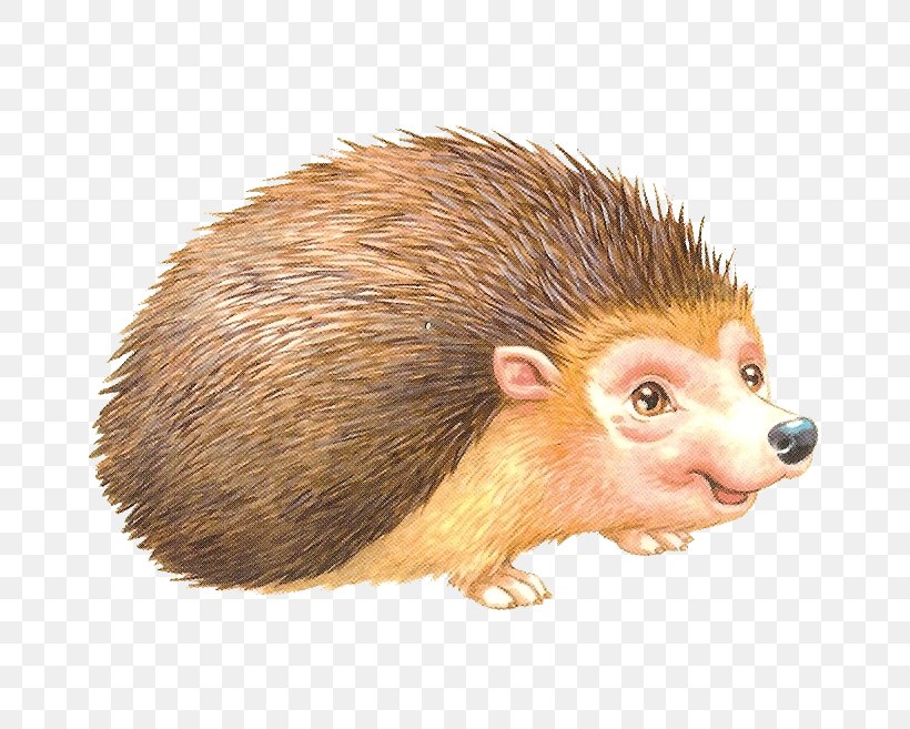 Domesticated Hedgehog Rat Porcupine Clip Art, PNG, 684x657px, Domesticated Hedgehog, Animal, Cat, Common Opossum, Domestication Download Free