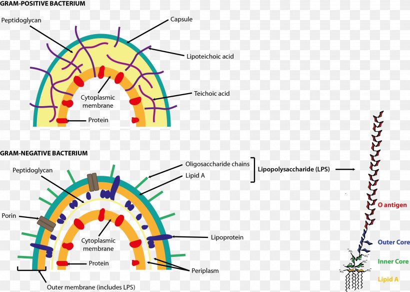 Endotoxin Gram-negative Bacteria Gram-positive Bacteria Bacterial Cell