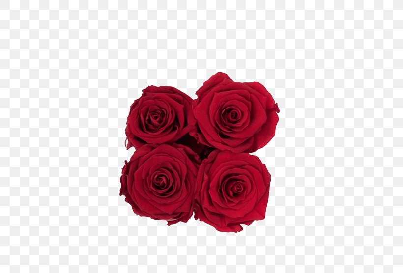 Garden Roses Red Flower Box Cut Flowers, PNG, 600x556px, Garden Roses, Burgundy, Cabbage Rose, Color, Cut Flowers Download Free