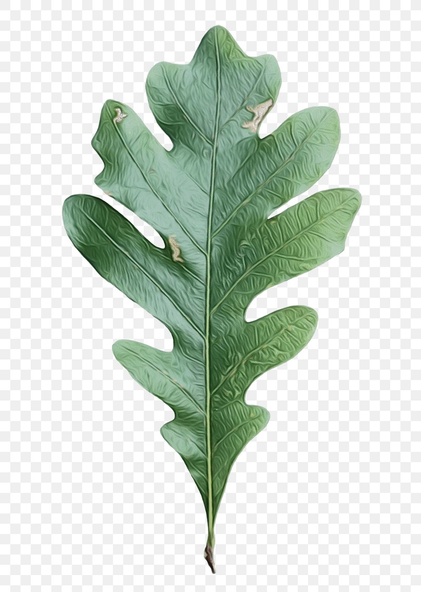 Oak Tree Leaf, PNG, 650x1153px, Leaf, Flower, Oak, Plane, Plant Download Free