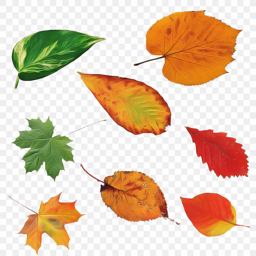 Orange, PNG, 900x900px, Leaf, Autumn, Beech, Black Maple, Deciduous Download Free