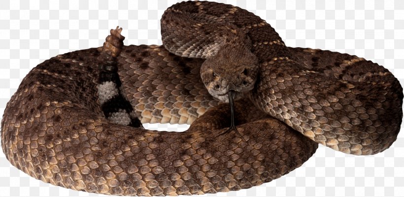 Rattlesnake Reptile Pit Viper, PNG, 2421x1186px, Snake, Boa Constrictor, Boas, Eastern Diamondback Rattlesnake, Fur Download Free