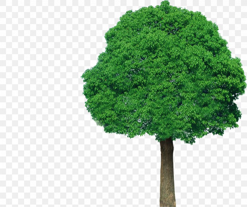 Tree Green Plant Clip Art, PNG, 1224x1028px, Tree, Biome, Color, Conifers, Forest Download Free