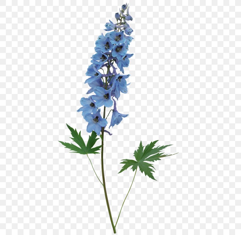 Bellflowers Clip Art, PNG, 428x800px, Flower, Bellflowers, Blue, Cut Flowers, Delphinium Download Free