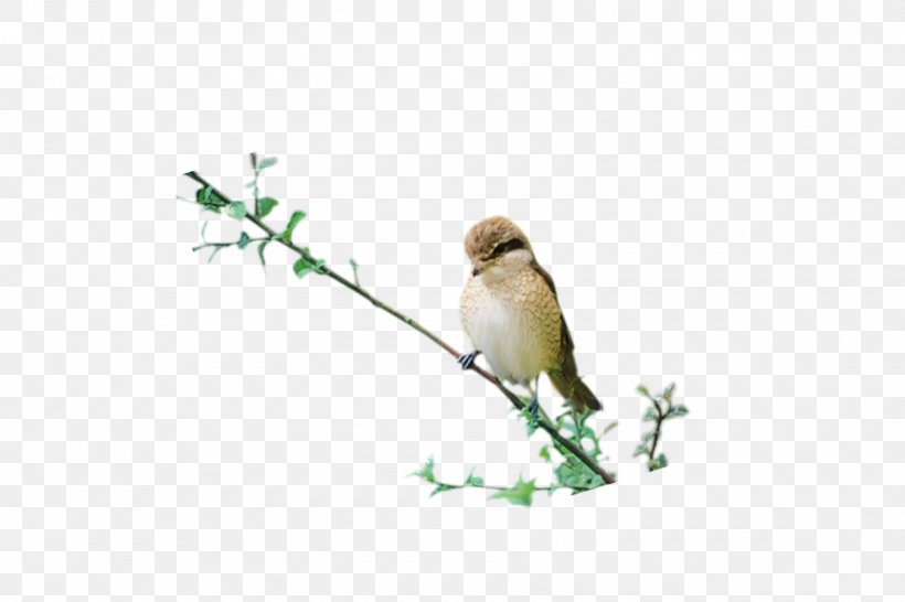 Bird Preview, PNG, 1600x1067px, Bird, Beak, Branch, Designer, Fauna Download Free