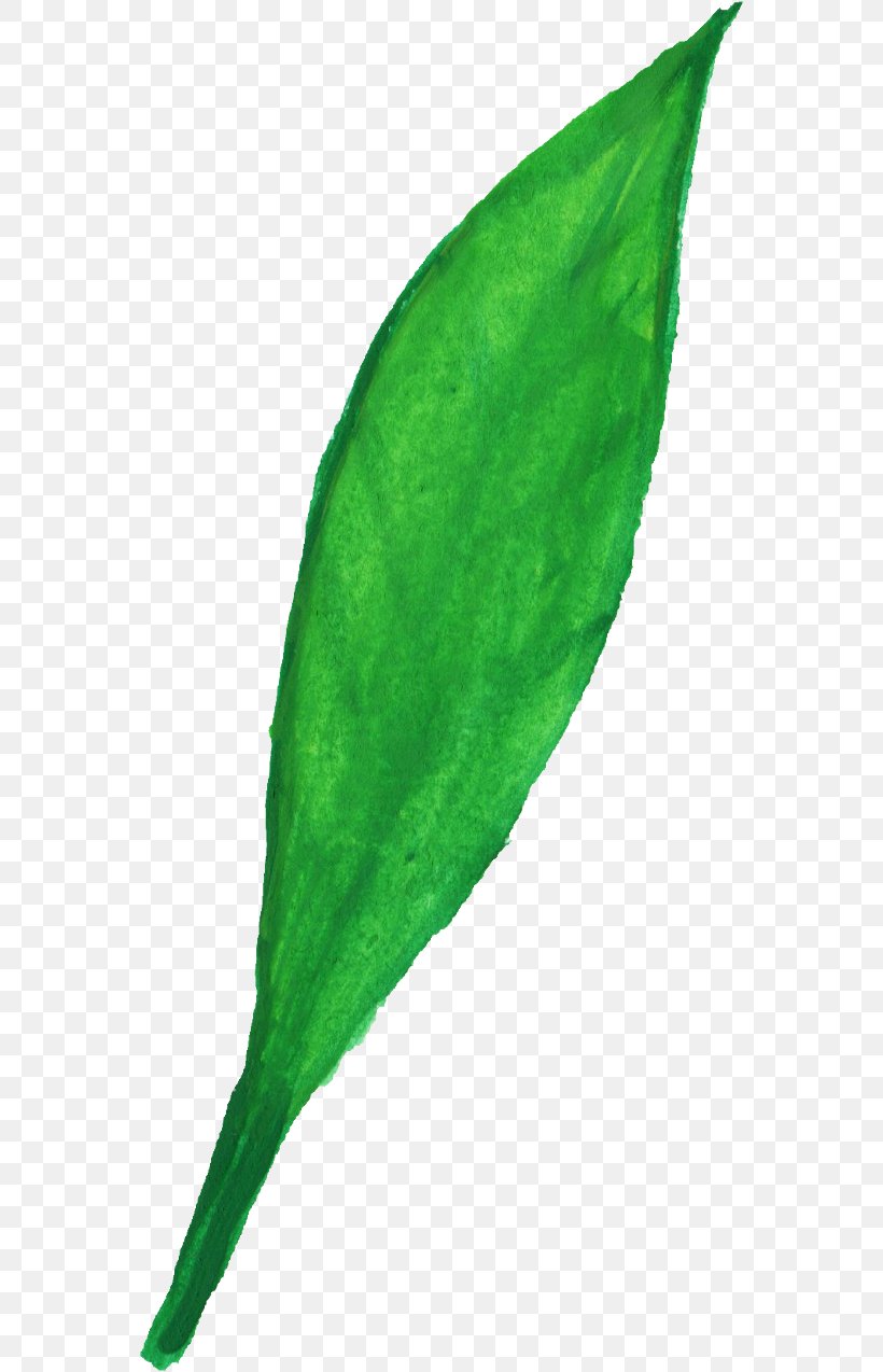 Leaf Plant Stem, PNG, 562x1274px, Leaf, Com, Display Resolution, Green, Plant Download Free