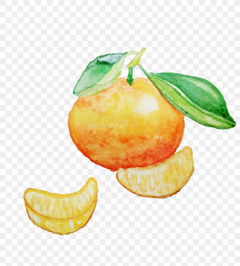 A Hand-painted Watercolor Of Orange And Orange, PNG, 1797x2000px, Mandarin Orange, Bitter Orange, Citric Acid, Citron, Citrus Download Free