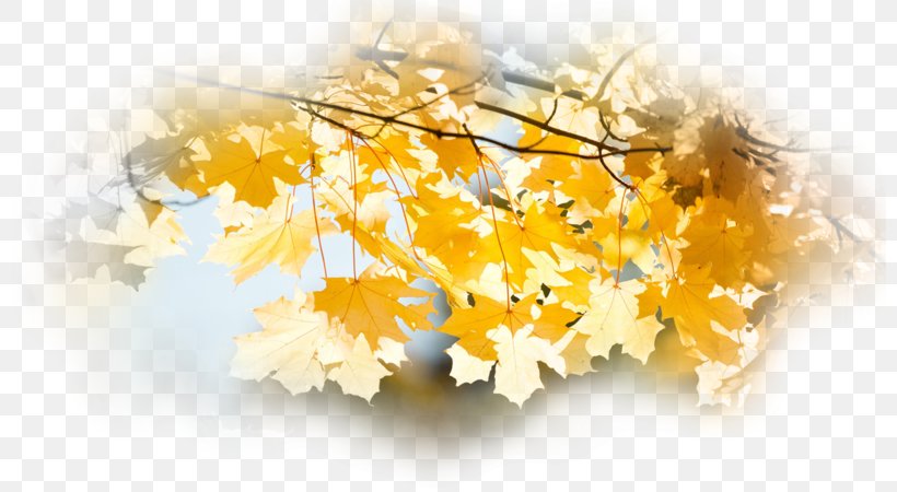 Autumn Desktop Wallpaper Leaf Tree Landscape, PNG, 800x450px, Autumn, Autumn Leaf Color, Branch, Cloud, Fog Download Free