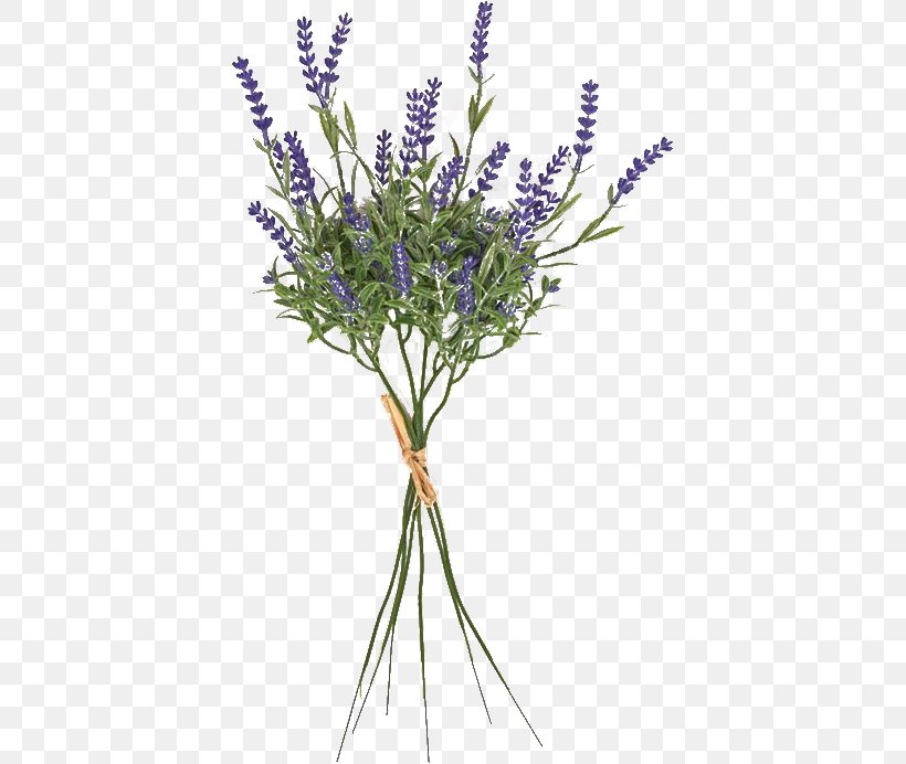 English Lavender French Lavender Cut Flowers Plant Stem Twig, PNG, 400x692px, English Lavender, Branch, Cut Flowers, Flower, Flowering Plant Download Free