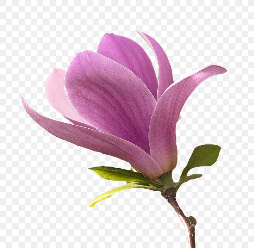 Flower Magnolia Petal Plant Stem, PNG, 725x800px, Flower, Flowering Plant, Herbaceous Plant, Internet, Magnolia Download Free