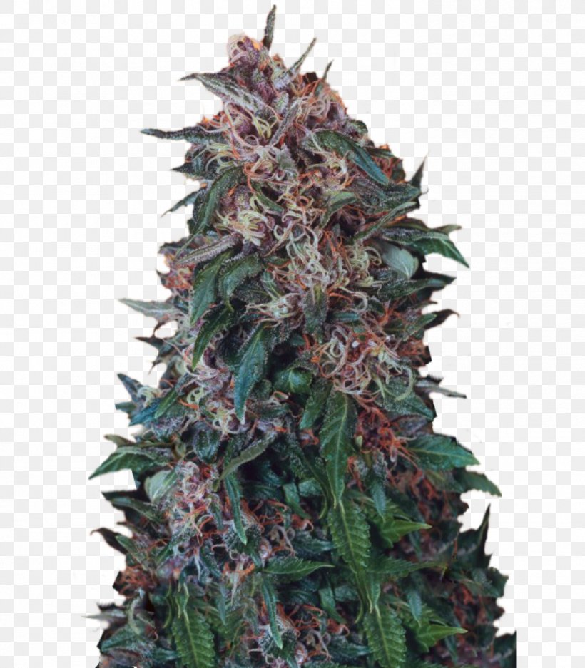 Hindu Kush Autoflowering Cannabis Seed, PNG, 1399x1600px, Kush, Autoflowering Cannabis, Cannabis, Cannabis Sativa, Christmas Tree Download Free