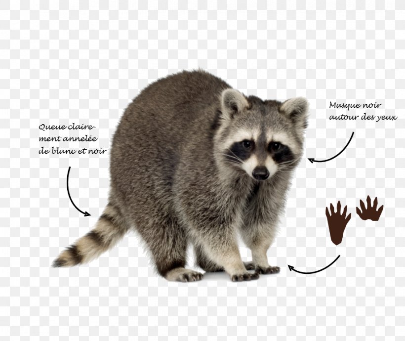 Raccoon Trapping Squirrel Dog Skunk, PNG, 917x772px, Raccoon, Animal Control And Welfare Service, Canine Distemper, Carnivoran, Dog Download Free