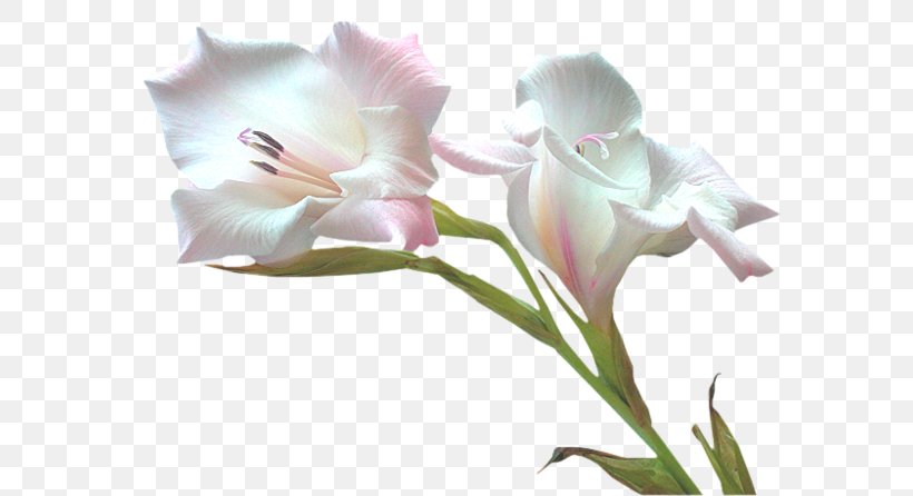 Flower Clip Art, PNG, 600x446px, Flower, Amaryllis Belladonna, Blog, Com, Cut Flowers Download Free