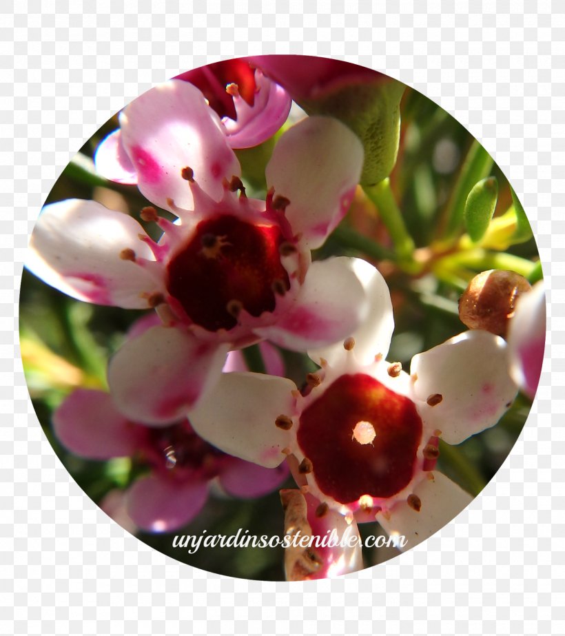 Flower Plant Chamelaucium Uncinatum Myrtle Family Flores De Corte, PNG, 1420x1600px, Flower, Blossom, Chamelaucium, Flores De Corte, Floristry Download Free