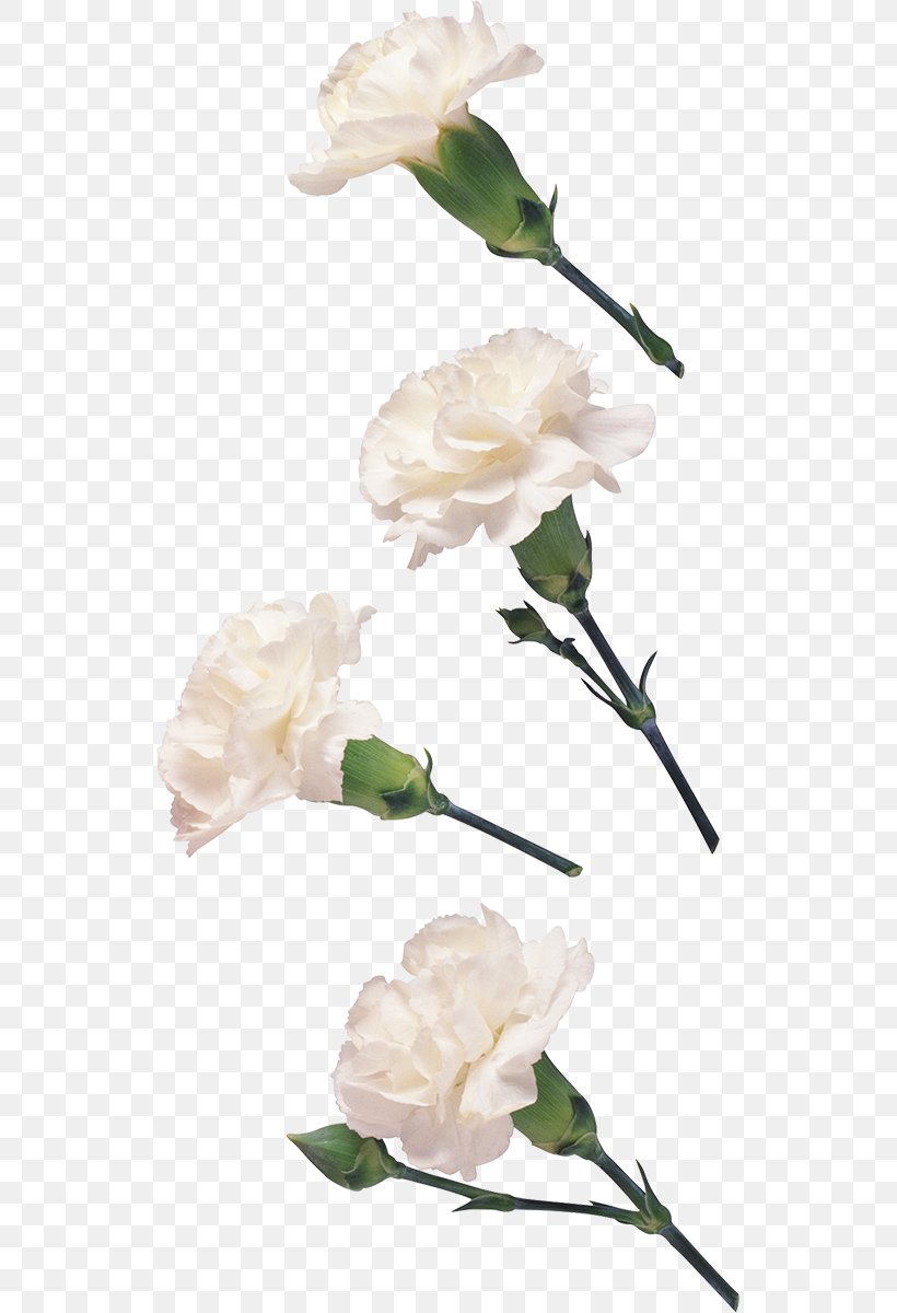 Garden Roses Carnation Cut Flowers Petal Floribunda, PNG, 533x1200px, Garden Roses, Artificial Flower, Branch, Cabbage Rose, Carnation Download Free