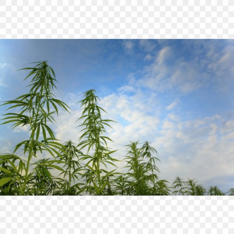 Hemp Cannabis Cultivation Cannabidiol Medical Cannabis, PNG, 1200x1200px, Hemp, Agriculture, Cannabidiol, Cannabis, Cannabis Cultivation Download Free