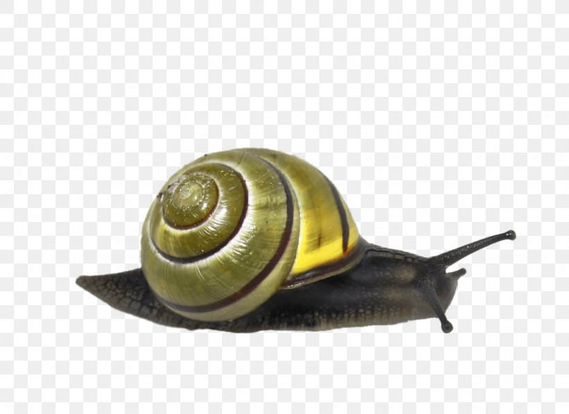 Snail Clip Art, PNG, 1024x746px, Snail, Gastropods, Giant African Snail, Image Resolution, Invertebrate Download Free
