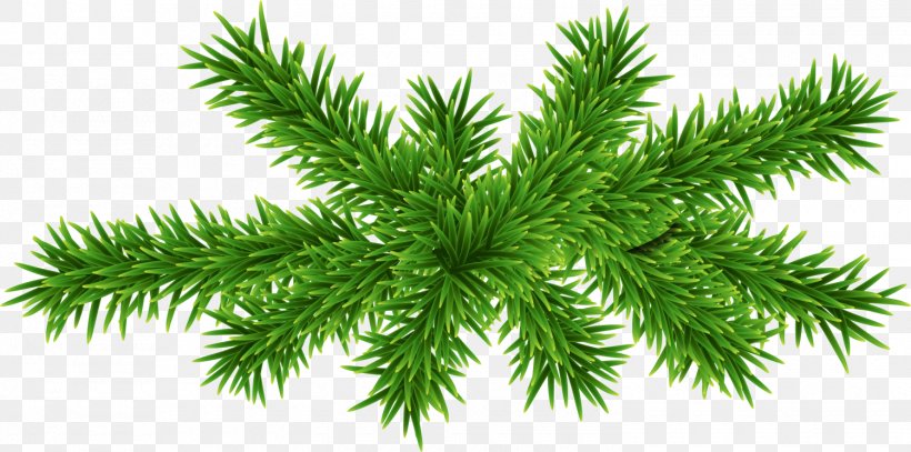 Green Concise Plant, PNG, 1500x745px, Green, Blue, Branch, Christmas Ornament, Color Download Free