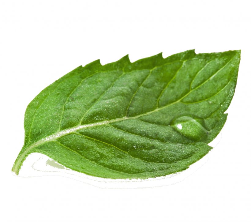 Green Tea Matcha White Tea, PNG, 1024x906px, Green Tea, Basil, Berry, Food, Herb Download Free
