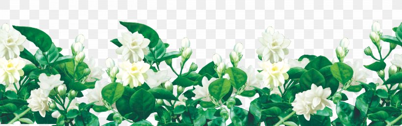 Jasmine Flower Computer File, PNG, 5820x1833px, Duha, Cut Flowers, Floral Design, Floristry, Flower Download Free
