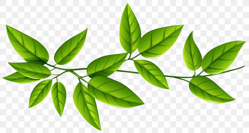 Leaf Green Clip Art, PNG, 5164x2760px, Leaf, Computer Graphics, Document, Green, Herbalism Download Free