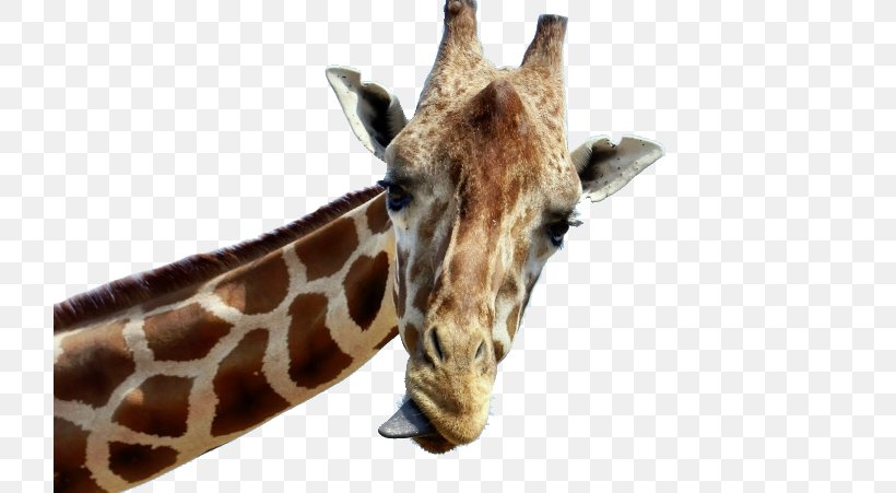Baby Giraffes Tongue Desktop Wallpaper Animal, PNG, 722x451px, Baby Giraffes, Animal, Fauna, Fur, Giraffe Download Free