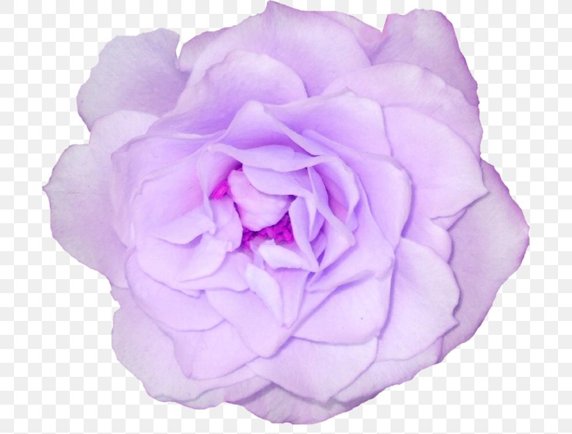 Cabbage Rose Garden Roses Flower Clip Art, PNG, 700x622px, Cabbage Rose, Color, Cut Flowers, Floral Design, Floribunda Download Free