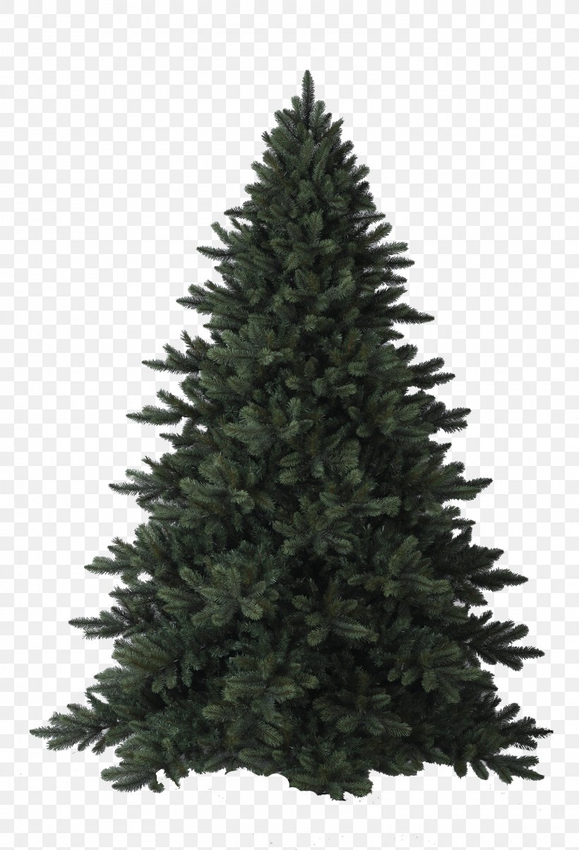 Fir Christmas Tree Pine Blue Spruce, PNG, 1600x2350px, Fir, Blue Spruce, Christmas, Christmas Decoration, Christmas Tree Download Free