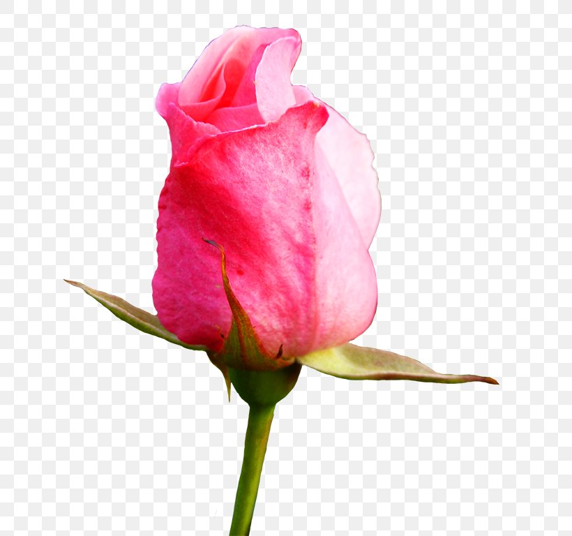 Rose Bud Flower Clip Art, PNG, 710x768px, Rose, Blossom, Bud, China Rose, Close Up Download Free