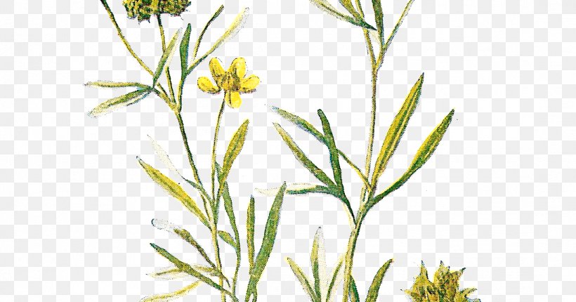 Wildflower Lithography, PNG, 1094x574px, Flower, Commodity, Drawing, Flora, Flowering Plant Download Free