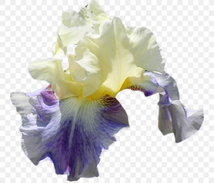 Blue Iris Flower, PNG, 753x700px, Orris Root, Cattleya, Cut Flowers, Flower, Iris Download Free