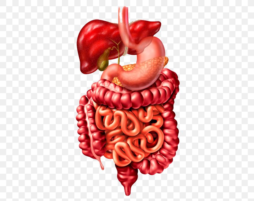 Crohn's Disease Bowel Obstruction Symptom Inflammatory Bowel Disease Large Intestine, PNG, 500x648px, Watercolor, Cartoon, Flower, Frame, Heart Download Free