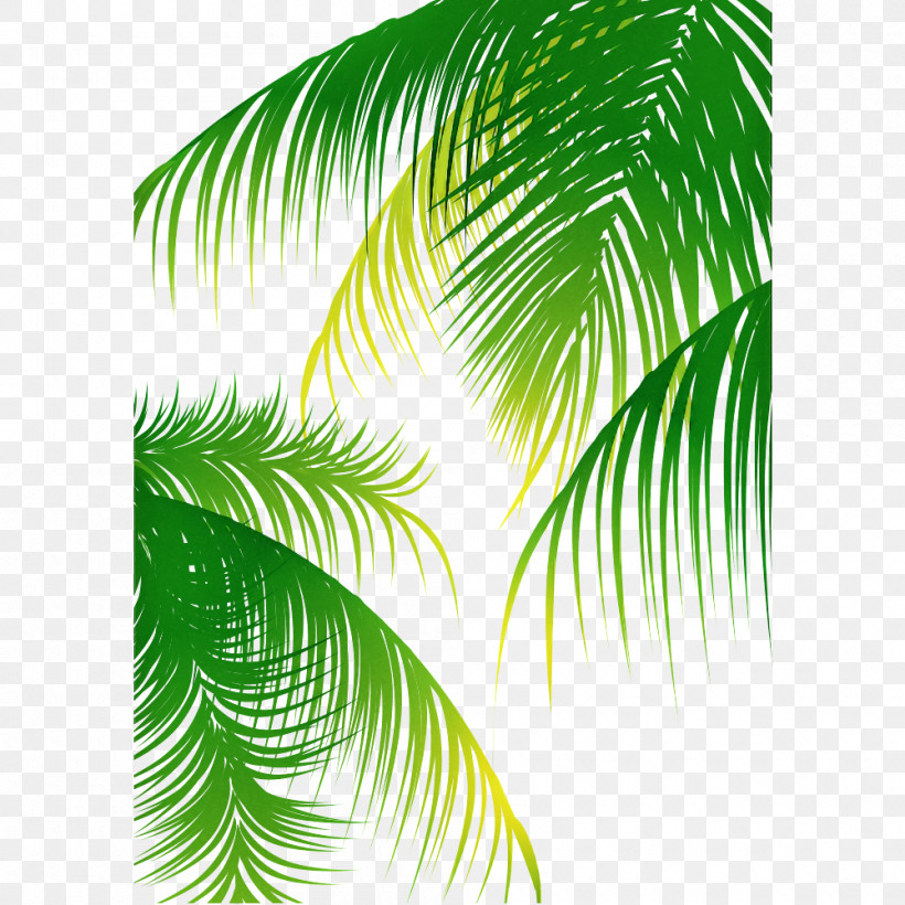Palm Tree, PNG, 1000x1000px, Green, Arecales, Banana Leaf, Elaeis, Fern Download Free