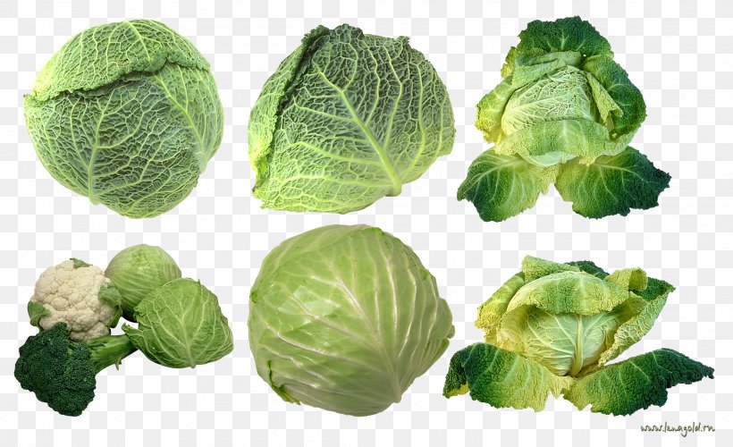 Savoy Cabbage Vegetable Brussels Sprout Collard Greens, PNG, 2084x1272px, Cabbage, Brassica Oleracea, Brussels Sprout, Collard Greens, Cruciferous Vegetables Download Free