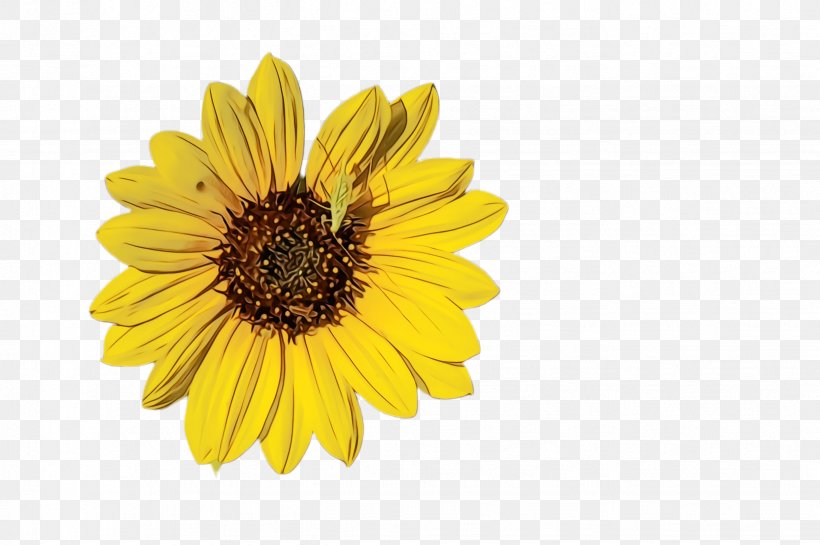 Vase Flower, PNG, 2452x1632px, Sunflower, Asterales, Bloom, Calendula, Common Sunflower Download Free