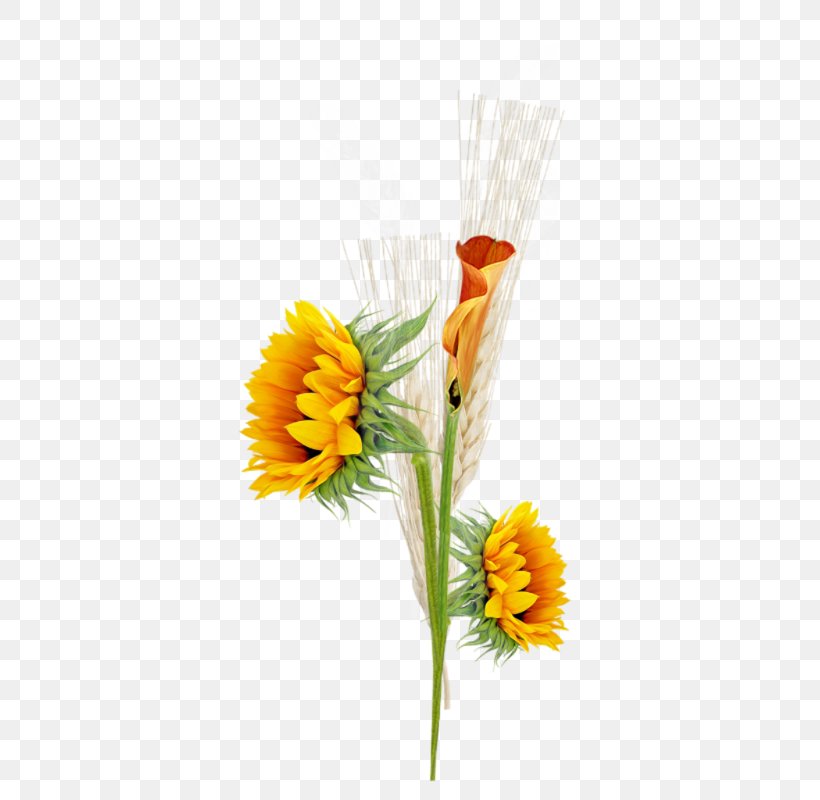 Common Sunflower PhotoScape Photography Clip Art, PNG, 404x800px, Common Sunflower, Artificial Flower, Blog, Calendula, Commodity Download Free