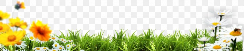Grasses Energy Yellow Spring Wallpaper, PNG, 2268x474px, Grasses, Computer, Energy, Family, Flower Download Free