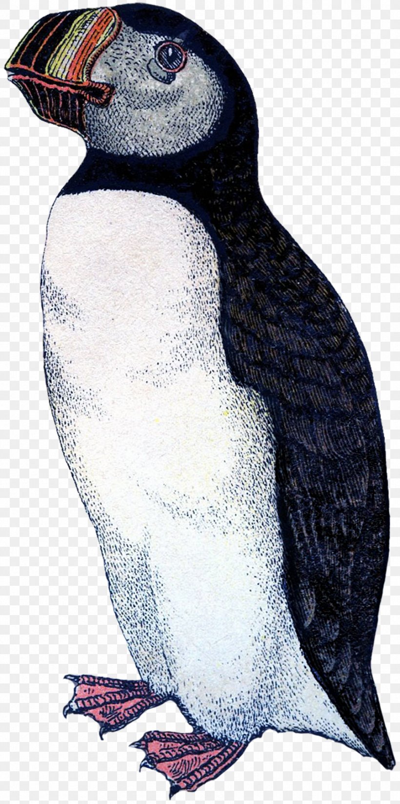 Puffin King Penguin Beak Fauna, PNG, 896x1800px, Puffin, Beak, Bird, Charadriiformes, Fauna Download Free