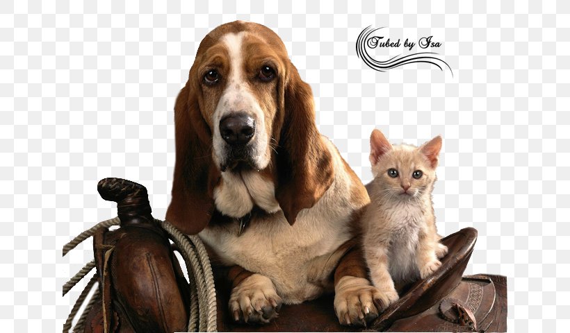 Basset Hound Puppy High-definition Television Wallpaper, PNG, 640x480px, Basset Hound, Cat, Cat Like Mammal, Companion Dog, Display Resolution Download Free