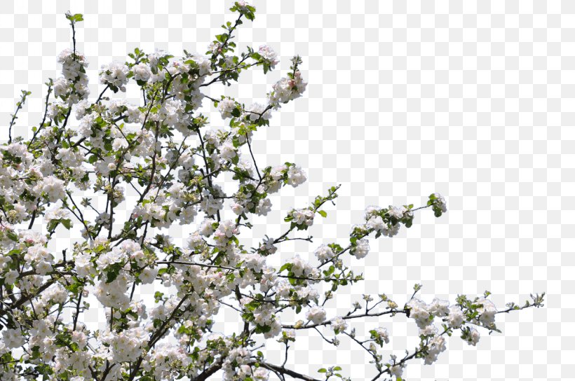 Blossom Twig Tree Forest Gardening Flower, PNG, 1280x850px, Blossom, Apple, Branch, Cherry Blossom, Flower Download Free