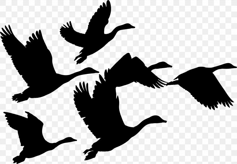 Canada Goose Duck Bird Flock, PNG, 2320x1608px, Goose, Anatidae, Animal Migration, Beak, Bird Download Free