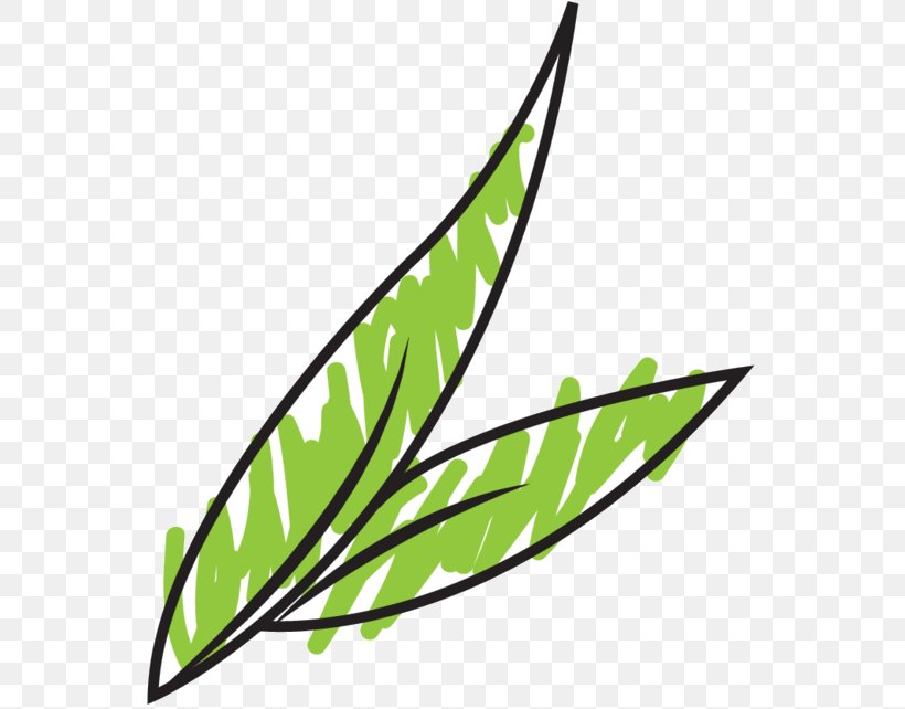 Clip Art Leaf Plant Stem Line Plants, PNG, 566x642px, Leaf, Botany, Flower, Flowering Plant, Plant Download Free