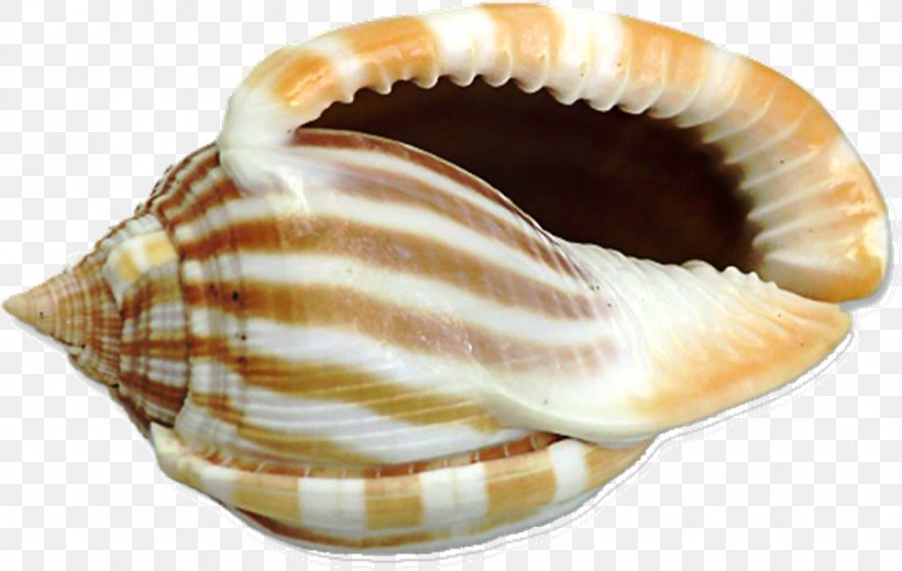 Seashell Drawing Clip Art, PNG, 1147x726px, Seashell, Chamelea Gallina, Charonia Tritonis, Clam, Clams Oysters Mussels And Scallops Download Free