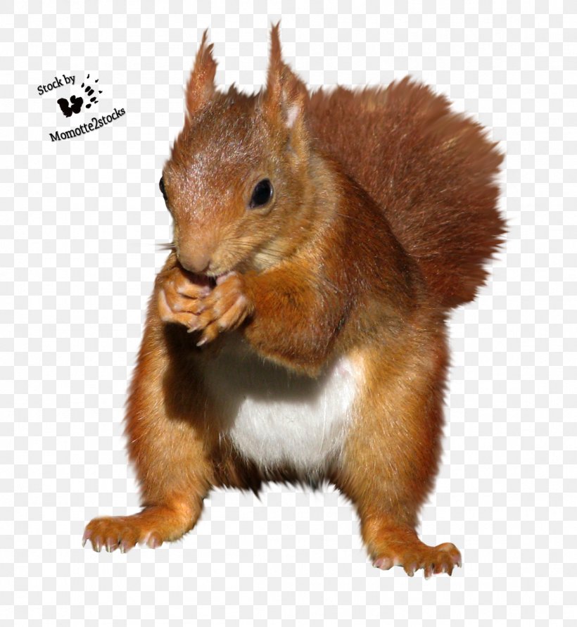 Squirrel Rodent Chipmunk, PNG, 1151x1252px, Squirrel, Animal, Chipmunk, Computer Graphics, Fauna Download Free