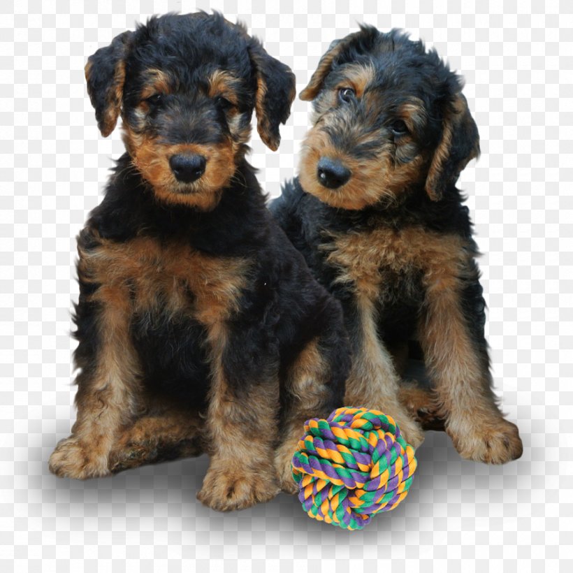 Airedale Terrier Lakeland Terrier Welsh Terrier Dog Breed Companion Dog, PNG, 900x900px, Airedale Terrier, Ball, Carnivoran, Companion Dog, Cotton Download Free