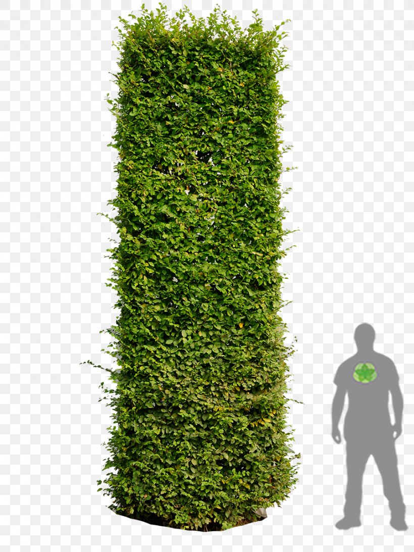 Hedge Image Editing European Hornbeam Tree, PNG, 900x1200px, Hedge, Adobe Photoshop Elements, Adobe Systems, Architecture, Biome Download Free