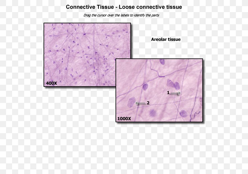 Loose Connective Tissue Anatomy Dense Connective Tissue, PNG, 550x575px, Connective Tissue, Anatomy, Area, Blood, Bone Download Free